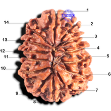 Load image into Gallery viewer, 14 Mukhi Nepalese Rudraksha - Bead No. 310