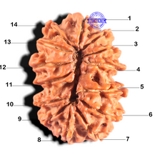 Load image into Gallery viewer, 14 Mukhi Nepalese Rudraksha - Bead No. 312