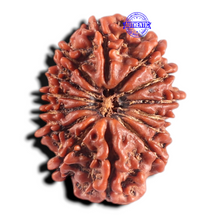 Load image into Gallery viewer, 14 Mukhi Nepalese Rudraksha - Bead No. 317