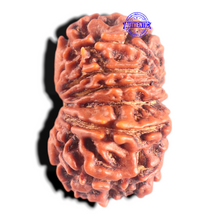 Load image into Gallery viewer, 14 Mukhi Nepalese Rudraksha - Bead No. 340