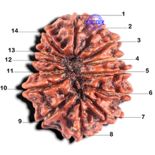 Load image into Gallery viewer, 14 Mukhi Nepalese Rudraksha - Bead No. 340