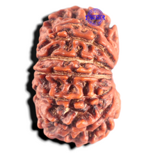 Load image into Gallery viewer, 14 Mukhi Nepalese Rudraksha - Bead No. 340