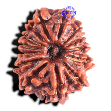 Load image into Gallery viewer, 14 Mukhi Nepalese Rudraksha - Bead No. 341