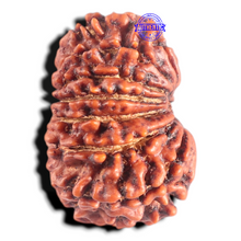 Load image into Gallery viewer, 14 Mukhi Nepalese Rudraksha - Bead No. 341