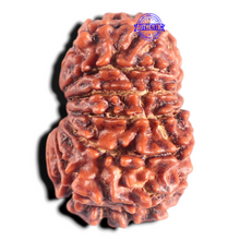 Load image into Gallery viewer, 14 Mukhi Nepalese Rudraksha - Bead No. 341