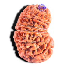 Load image into Gallery viewer, 14 Mukhi Nepalese Rudraksha - Bead No. 347