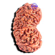 Load image into Gallery viewer, 14 Mukhi Nepalese Rudraksha - Bead No. 348