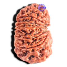Load image into Gallery viewer, 14 Mukhi Nepalese Rudraksha - Bead No. 378