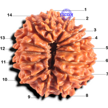 Load image into Gallery viewer, 14 Mukhi Nepalese Rudraksha - Bead No. 387
