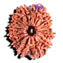 Load image into Gallery viewer, 14 Mukhi Nepalese Rudraksha - Bead No. 154