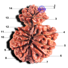Load image into Gallery viewer, 14 Mukhi Nepalese Garbhgauri Rudraaksha - Bead No. 169