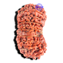 Load image into Gallery viewer, 14 Mukhi Nepalese Rudraksha - Bead No. 181