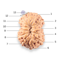 Load image into Gallery viewer, 14 mukhi Indonesian Rudraksha - Bead No.408