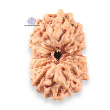 Load image into Gallery viewer, 14 mukhi Indonesian Rudraksha - Bead No.412