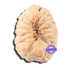 Load image into Gallery viewer, 14 mukhi Indonesian Rudraksha - Bead No. 350