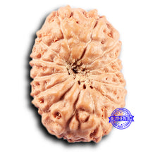 Load image into Gallery viewer, 14 mukhi Indonesian Rudraksha - Bead No. 367