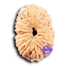 Load image into Gallery viewer, 14 mukhi Indonesian Rudraksha - Bead No. 383