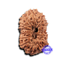 Load image into Gallery viewer, 14 mukhi Indonesian Rudraksha - Bead No. 396