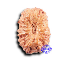 Load image into Gallery viewer, 14 mukhi Indonesian Rudraksha - Bead No. 388