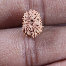 Load image into Gallery viewer, 14 mukhi Indonesian Rudraksha - Bead No.405