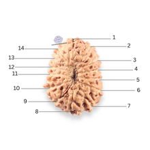 Load image into Gallery viewer, 14 mukhi Indonesian Rudraksha - Bead No.405