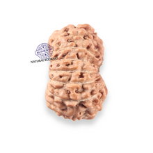 Load image into Gallery viewer, 14 mukhi Indonesian Rudraksha - Bead No.406