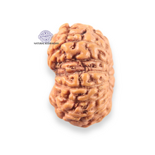 Load image into Gallery viewer, 14 mukhi Indonesian Rudraksha - Bead No.407