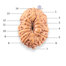 Load image into Gallery viewer, 14 mukhi Indonesian Rudraksha - Bead No.407