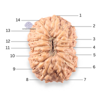 Load image into Gallery viewer, 14 mukhi Indonesian Rudraksha - Bead No.409