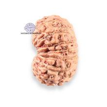 Load image into Gallery viewer, 14 mukhi Indonesian Rudraksha - Bead No.409