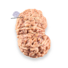 Load image into Gallery viewer, 14 mukhi Indonesian Rudraksha - Bead No.409