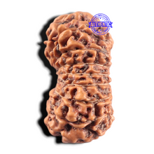 Load image into Gallery viewer, 14 mukhi Indonesian Rudraksha - Bead No.431