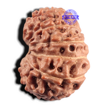 Load image into Gallery viewer, 14 mukhi Indonesian Rudraksha - Bead No. 432