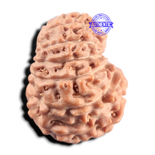 Load image into Gallery viewer, 14 mukhi Indonesian Rudraksha - Bead No. 434