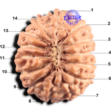Load image into Gallery viewer, 14 mukhi Indonesian Rudraksha - Bead No. 435