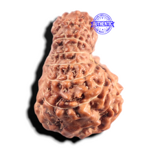 Load image into Gallery viewer, 14 mukhi Indonesian Rudraksha - Bead No. 436