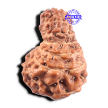 Load image into Gallery viewer, 14 mukhi Indonesian Rudraksha - Bead No. 436