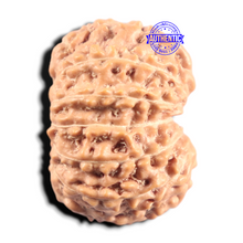 Load image into Gallery viewer, 14 mukhi Indonesian Rudraksha - Bead No. 437