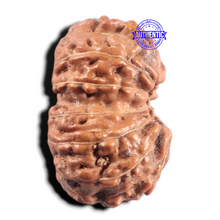 Load image into Gallery viewer, 14 mukhi Indonesian Rudraksha - Bead No. 438