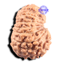 Load image into Gallery viewer, 14 mukhi Indonesian Rudraksha - Bead No. 439