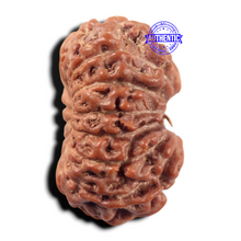 Load image into Gallery viewer, 14 mukhi Indonesian Rudraksha - Bead No. 442