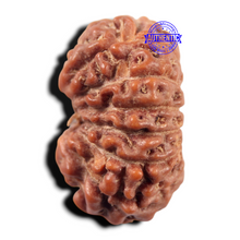 Load image into Gallery viewer, 14 mukhi Indonesian Rudraksha - Bead No. 442