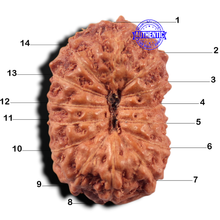 Load image into Gallery viewer, 14 mukhi Indonesian Rudraksha - Bead No. 444