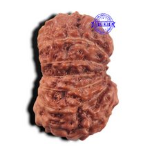 Load image into Gallery viewer, 14 mukhi Indonesian Rudraksha - Bead No. 444