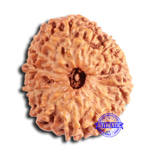 Load image into Gallery viewer, 14 mukhi Indonesian Rudraksha - Bead No. 292