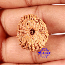 Load image into Gallery viewer, 14 mukhi Indonesian Rudraksha - Bead No. 292