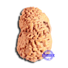 Load image into Gallery viewer, 14 mukhi Indonesian Rudraksha - Bead No. 292