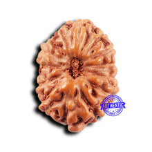 Load image into Gallery viewer, 14 mukhi Indonesian Rudraksha - Bead No. 295