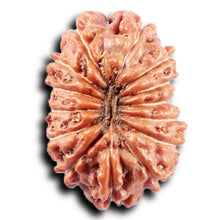 Load image into Gallery viewer, 14 mukhi Indonesian Rudraksha - Bead No. 366