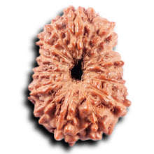 Load image into Gallery viewer, 14 mukhi Indonesian Rudraksha - Bead No. 370